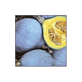 Courge bleue de hongrie maillane 1 pièce ou 1 morceau selon calibre (1.2kg environ)