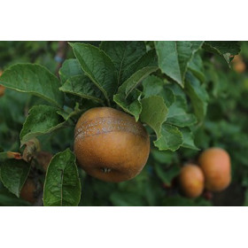 Pomme variété ancienne patte de loup 1kg France