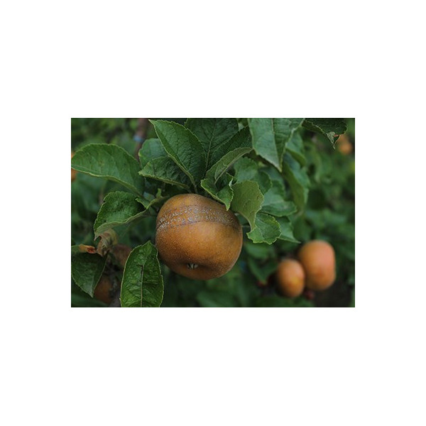 Pomme variété ancienne patte de loup 1kg France