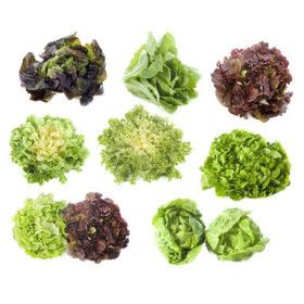 Salade feuille de chêne 1 pièce maillane