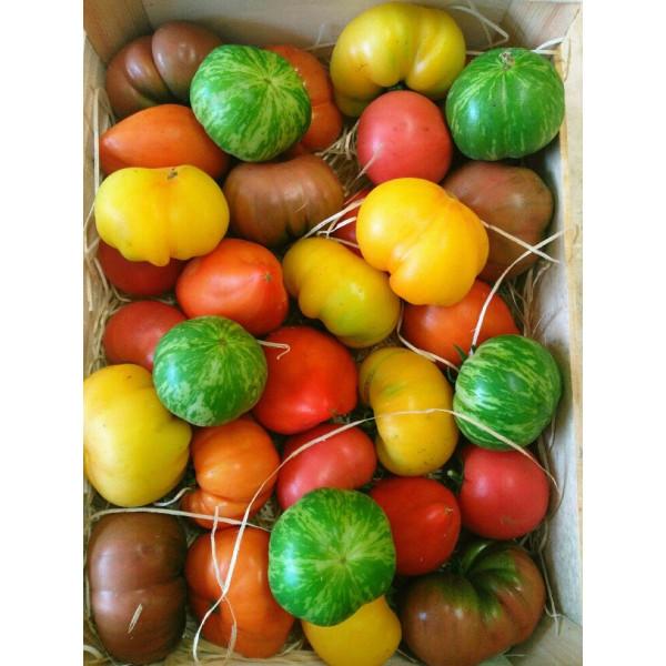 Tomates anciennes mélangées 1kg maillane