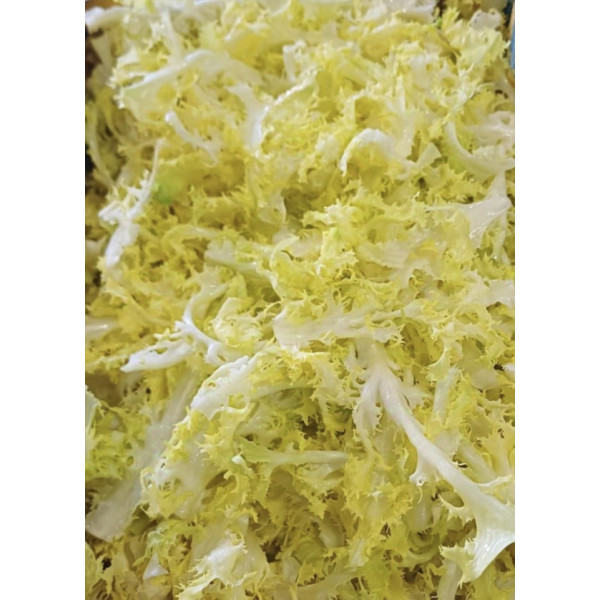 Salade cœurs de frisée 500g Maillane