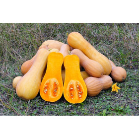 Courge longue de Nice 2.5kg environ (MAILLANE)