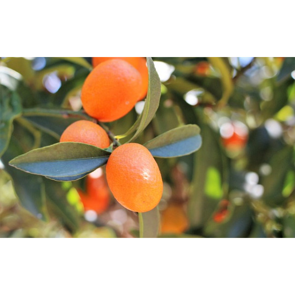 Kumquat 500g PACA