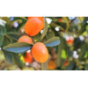 Kumquat 500g PACA