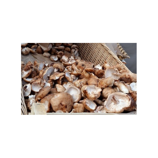 Champignons shiitaké france 2kg