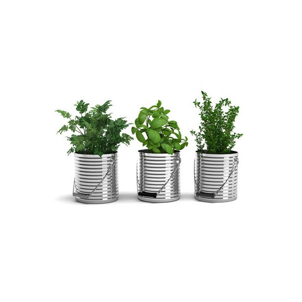 Basilic grand pot grandes feuilles provence