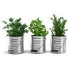 Basilic grand pot grandes feuilles provence